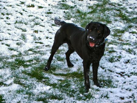 TITUS le chien de Flo